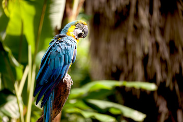Colorful scarlet macaw perched on a branch