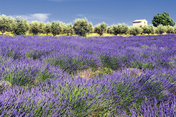 lavande et oliviers en Provence