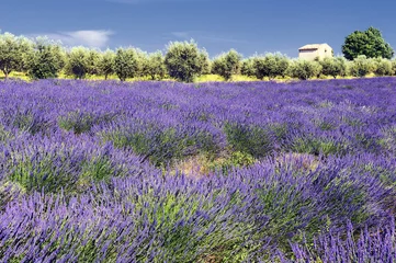 Deurstickers lavendel- en olijfbomen in de Provence © beatrice prève