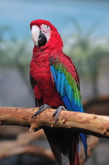 Perroquet sur une branche.