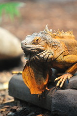 Tête d'iguane.