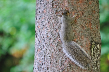 Ecureuil accroché sur un arbre.