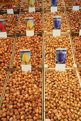tulip bulbs in amsterdam market