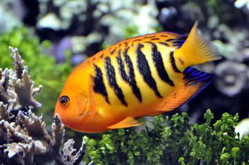 Fisch