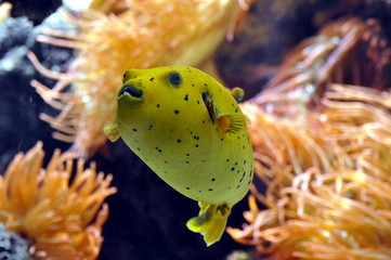 Fisch
