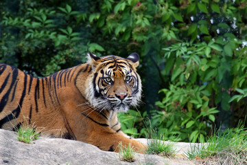 Fototapeta na wymiar sibirischer Tiger