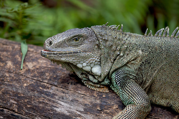 Rhinoceros Iguana (cyclura cornuta) for background use