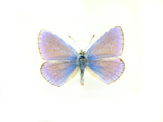 Obraz na płótnie Canvas Butterfly isolated on white background