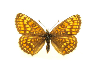 Butterfly isolated on white background