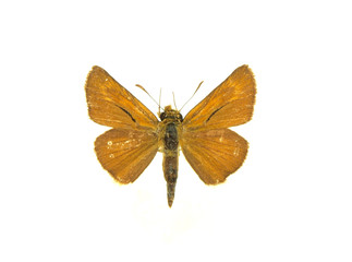 Moth isolated on white background