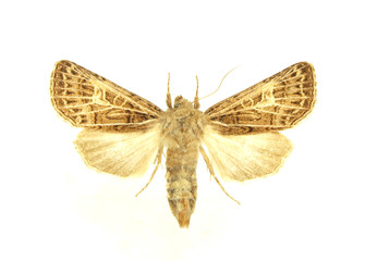 Moth isolated on white background