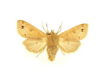 Moth isolated on white background