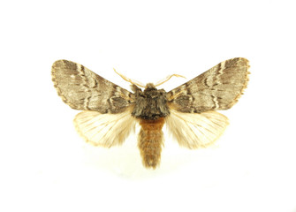 Obraz na płótnie Canvas Moth isolated on white background