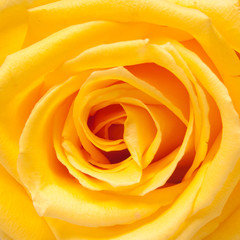 Obraz na płótnie Canvas yellow rose