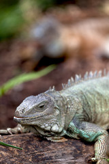 Rhinoceros Iguana (cyclura cornuta) for background use