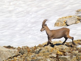 Bouquetin, neige, et rochers