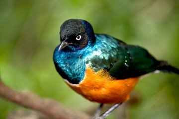 Golden breasted starling on tree for background use
