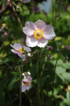 Herbstanemone