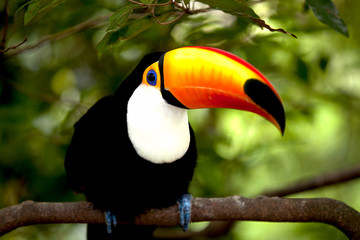 Toco Toucan in deep (Ramphastos toco) for background use