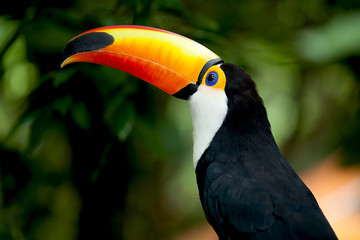 Toco Toucan in deep (Ramphastos toco) for background use