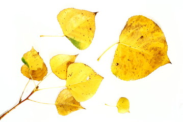 Naklejka premium Yellow leaves on branch