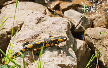 Salamandra