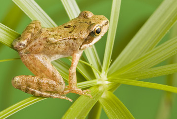 frog