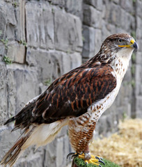 Bussard
