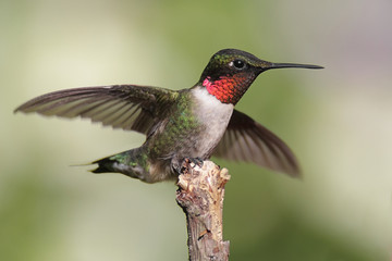 Fototapeta premium Male Ruby-throated Hummingbird
