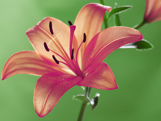 Fototapeta premium Beautiful soft,vibrant flower isolated on green background