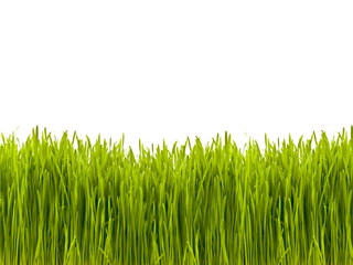 green grass