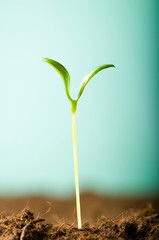 Green seedling illustrating concept of new life