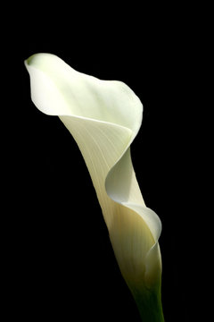 calla