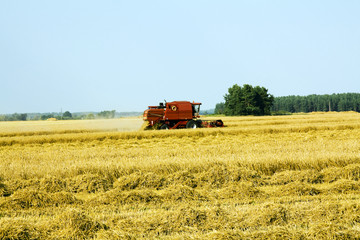 Obraz premium Field with assembled wheat