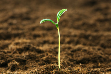 Green seedling illustrating concept of new life