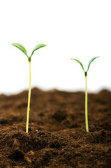Green seedling illustrating concept of new life