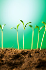 Green seedling illustrating concept of new life