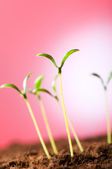 Green seedling illustrating concept of new life