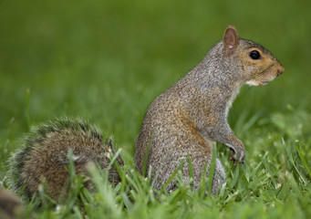 Naklejka na ściany i meble Squirrel on grass