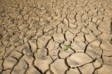 small plant cracked soil