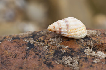 coquillage coquille mer océan roche rocher