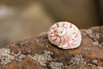 coquillage rocher roche coquille mer océan