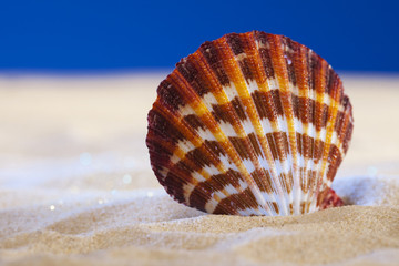 large seashell and real sand on a deep blue studio beach backgro