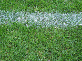 Rasen mit Kreidestrich