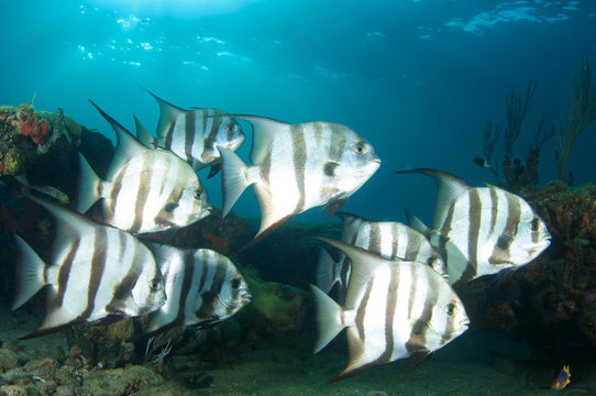 Schooling Spadefish On A Reef In South East Florida