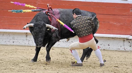 Cercles muraux Tauromachie Forcado Holding Bull by Tail