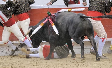 Printed kitchen splashbacks Bullfighting Forcados & Bull