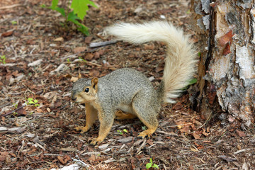 Naklejka na ściany i meble Squirrel with rare colored tail
