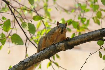 Naklejka na ściany i meble Squirrel in a Tree