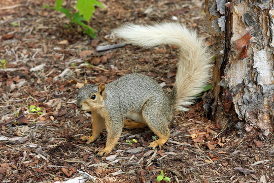 Squirrel with rare colored tail